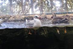 【琵琶湖博物館】