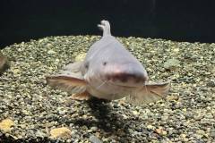 【琵琶湖博物館】