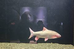 【琵琶湖博物館】