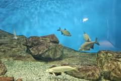 【琵琶湖博物館】