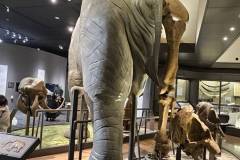 【琵琶湖博物館】