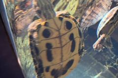 【琵琶湖博物館】