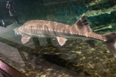 【琵琶湖博物館】