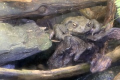 【琵琶湖博物館】