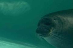 【琵琶湖博物館】