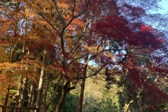 【日吉大社】