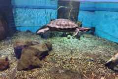 【琵琶湖博物館】