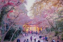 【日吉大社】山王鳥居