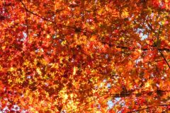 【日吉大社】紅葉