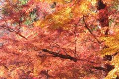 【日吉大社】紅葉