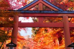 【日吉大社】山王鳥居と紅葉