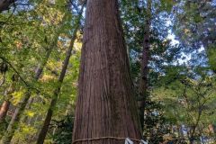 【日吉大社】ご神木